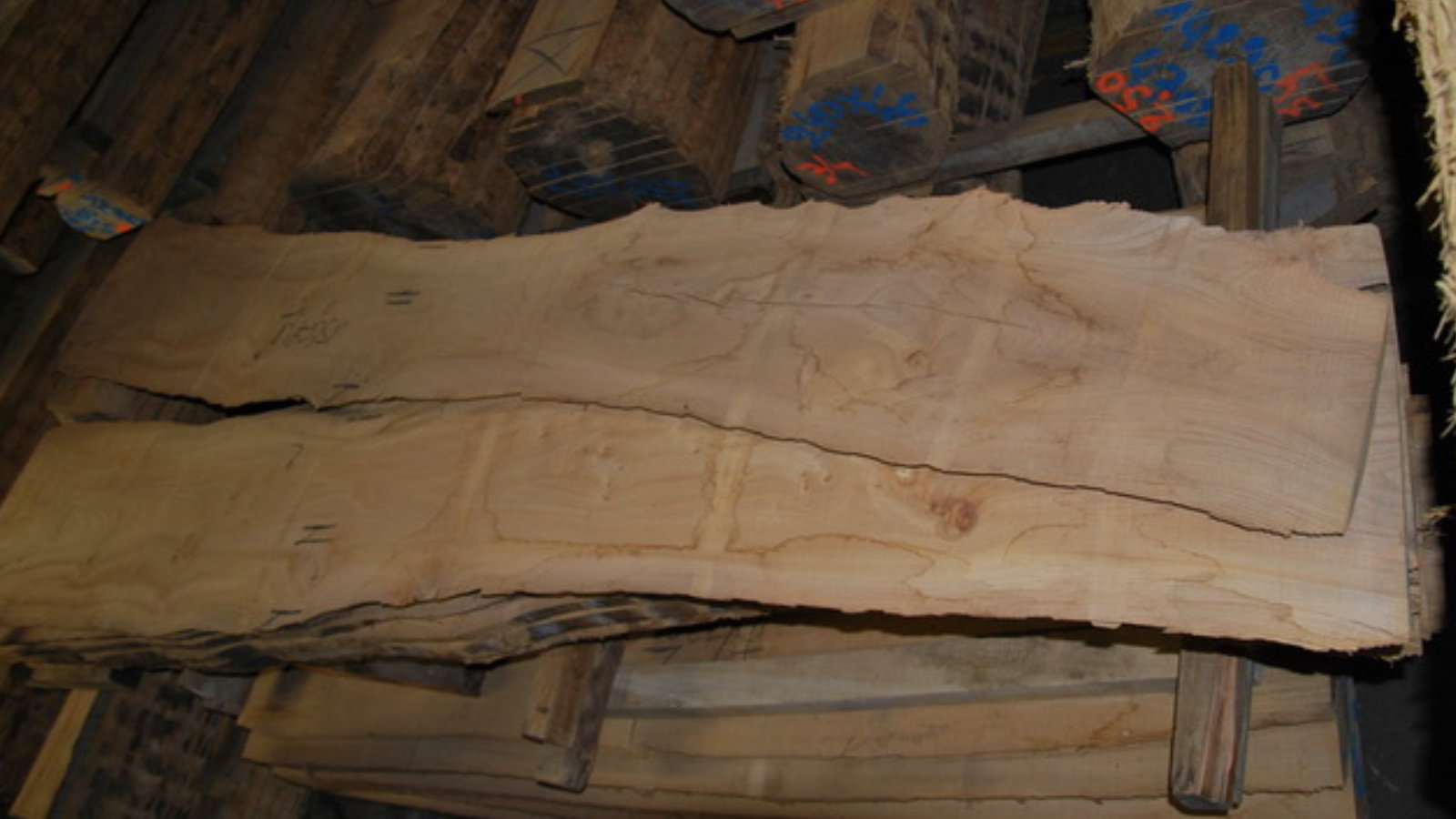 Elm boule